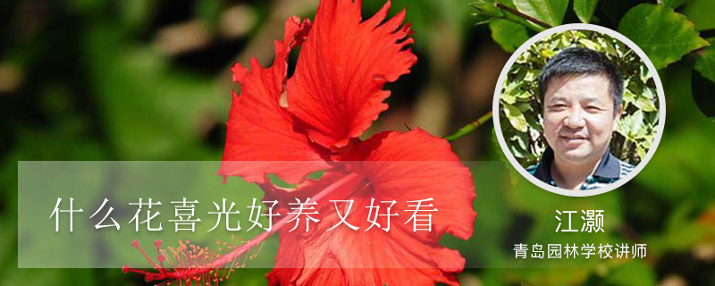 什么花喜光好养又好看 什么花喜光好养又好看