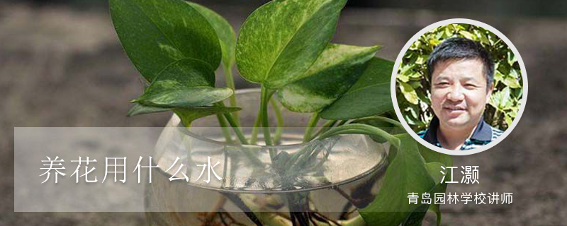 养花用什么水 养花用什么水