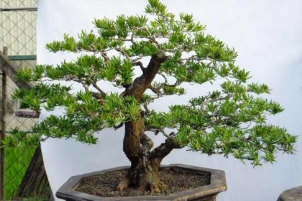谁说“植物”不值钱?这“4种”盆景,养个两三年,给多少钱都不卖 谁说“植物”不值钱?这“4种”盆景,养个两三年,给多少钱都不卖