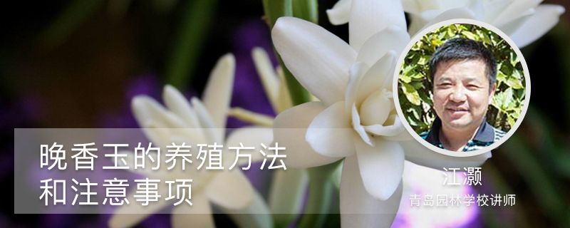 晚香玉的养殖方法和注意事项 晚香玉的养殖方法和注意事项