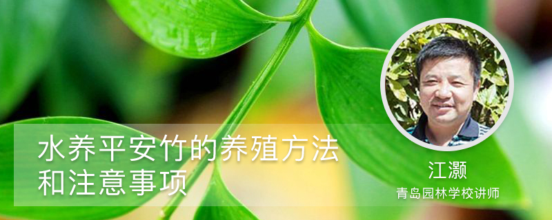 水养平安竹的养殖方法和注意事项 水养平安竹的养殖方法和注意事项