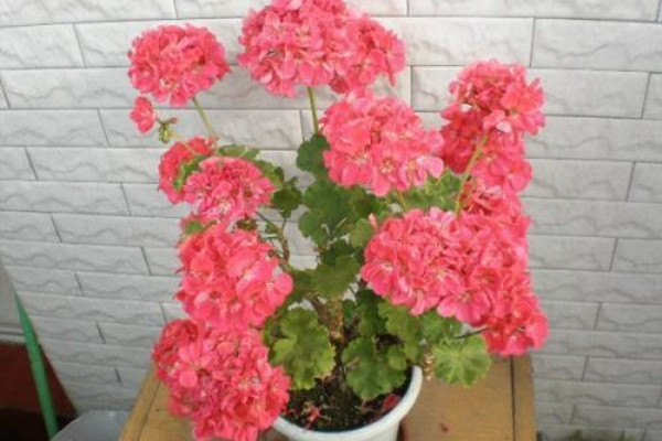 家里就养这“4种”花,空气干净没“病菌”,种上1盆保心安 家里就养这“4种”花,空气干净没“病菌”,种上1盆保心安
