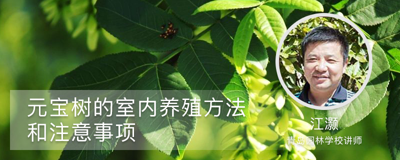 元宝树的养殖方法和注意事项 元宝树的养殖方法和注意事项