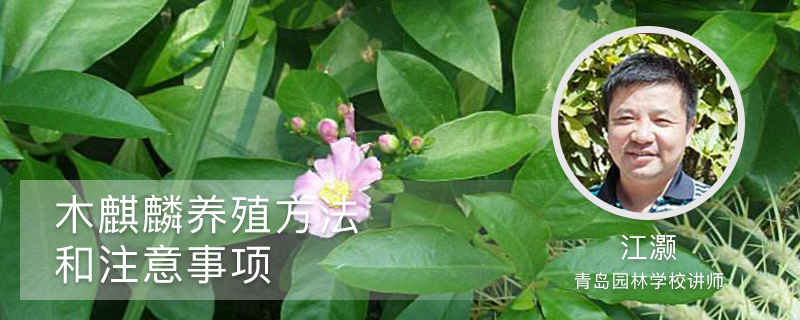 木麒麟的养殖方法和注意事项 木麒麟的养殖方法和注意事项