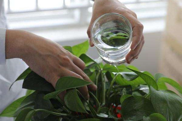 这“3种”绿植最爱“喝酒”,叶子上洒一点,浑身油光锃亮! 这“3种”绿植最爱“喝酒”,叶子上洒一点,浑身油光锃亮!