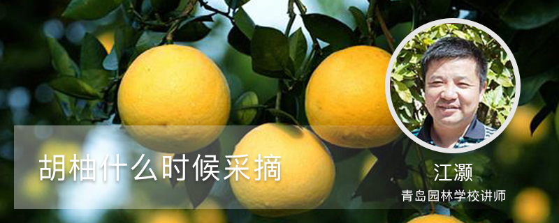 胡柚什么时候采摘 胡柚什么时候采摘