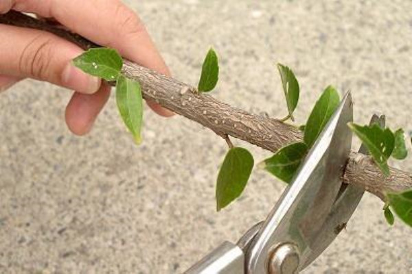 植物“扦插”可不难,学会准备“土壤”,扦插可就成功一大半儿! 植物“扦插”可不难,学会准备“土壤”,扦插可就成功一大半儿!