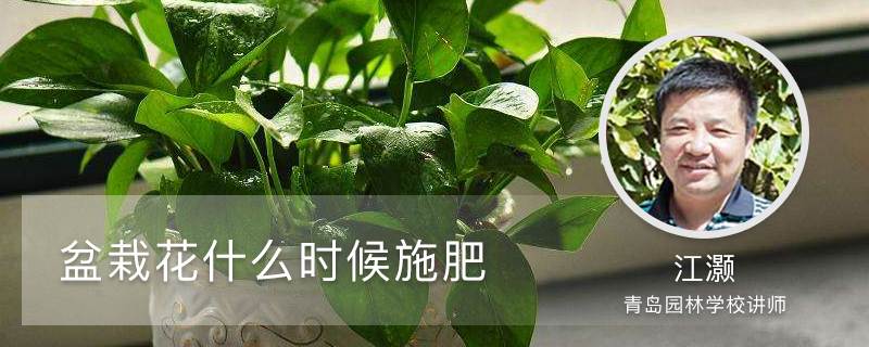 盆栽花什么时候施肥 盆栽花什么时候施肥
