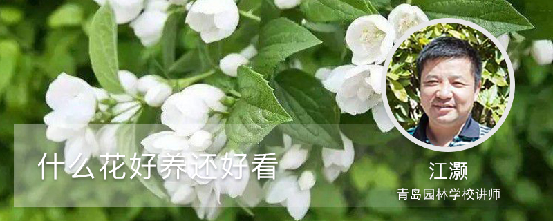 什么花好养还好看 什么花好养还好看