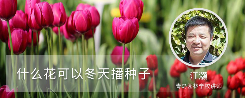 什么花可以冬天播种子 什么花可以冬天播种子