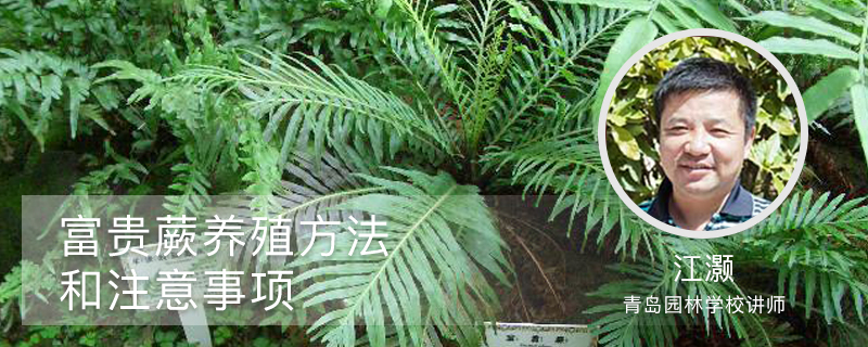 富贵蕨养殖方法和注意事项 富贵蕨养殖方法和注意事项