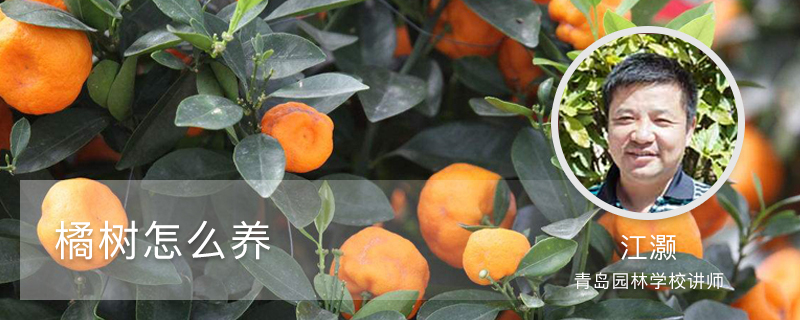 橘树怎么养 橘树怎么养