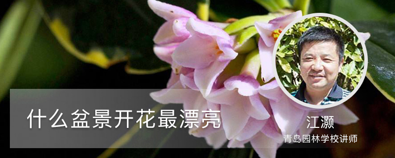 什么盆景开花最漂亮 什么盆景开花最漂亮