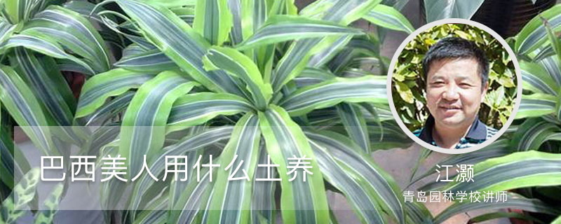 巴西美人用什么土养 巴西美人用什么土养