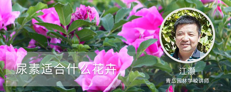 尿素适合什么花卉 尿素适合什么花卉