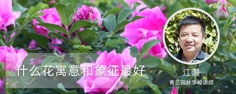 什么花寓意和象征最好 什么花寓意和象征最好