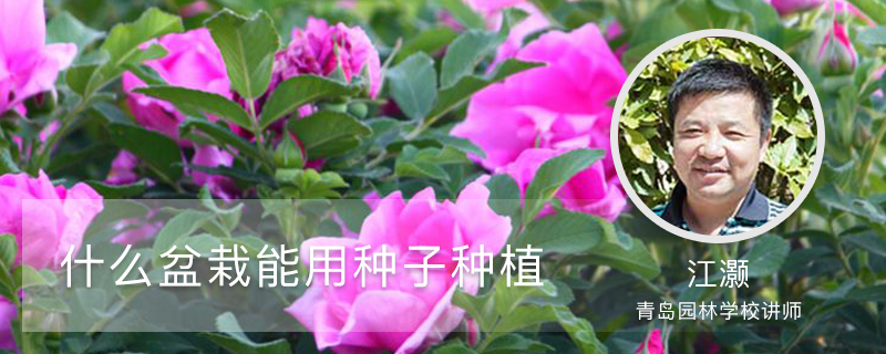 什么盆栽能用种子种植 什么盆栽能用种子种植