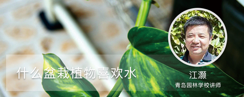 什么盆栽植物喜欢水 什么盆栽植物喜欢水