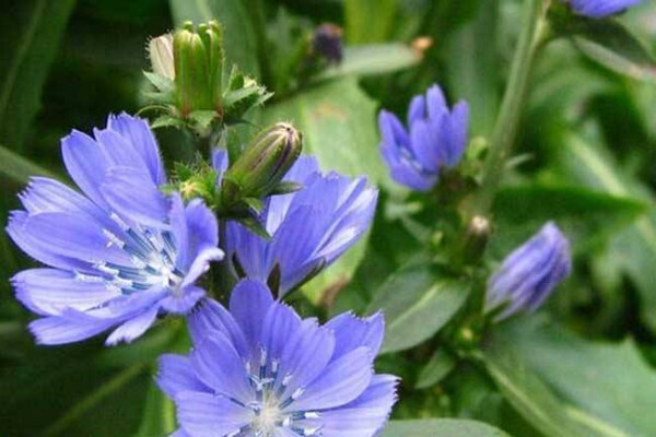 这种营养高“蔬菜”,很多人家里都种,特别受人欢迎! 这种营养高“蔬菜”,很多人家里都种,特别受人欢迎!