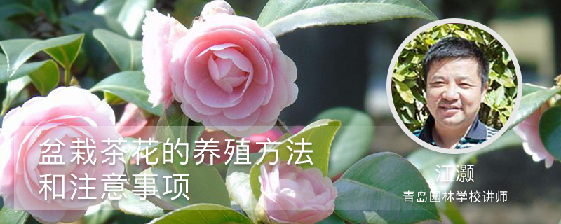 盆栽茶花的养殖方法和注意事项 盆栽茶花的养殖方法和注意事项