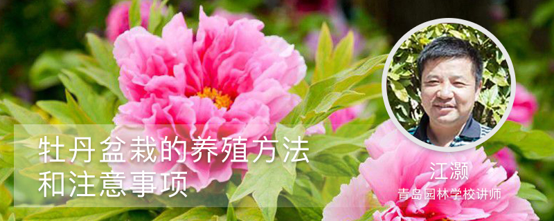 牡丹盆栽的养殖方法和注意事项 牡丹盆栽的养殖方法和注意事项
