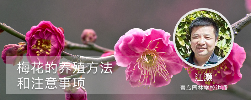 梅花的养殖方法和注意事项 梅花的养殖方法和注意事项