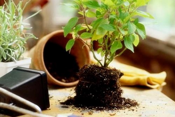 这“3样”不起眼的废料,个个是“宝贝”,养啥花都旺盛! 这“3样”不起眼的废料,个个是“宝贝”,养啥花都旺盛!