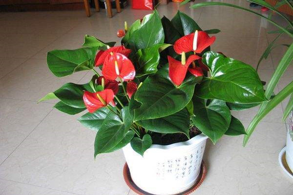 “4种”年宵花,春节养最合适,家里喜气洋洋,过个团圆年! “4种”年宵花,春节养最合适,家里喜气洋洋,过个团圆年!