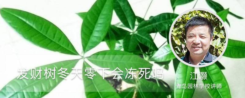 发财树冬天零下会冻死吗,冻死怎么办 发财树冬天零下会冻死吗,冻死怎么办