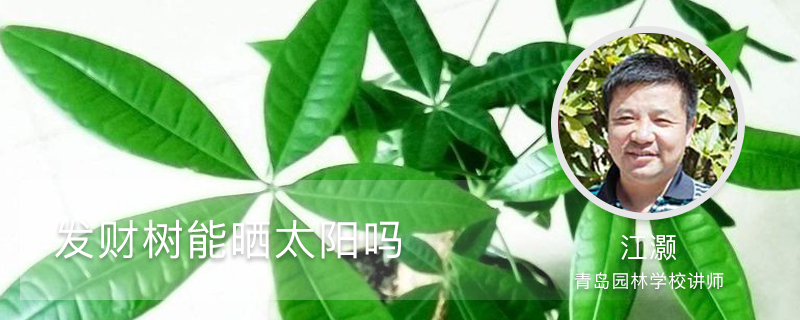 发财树能晒太阳吗,四季光照和养护方法 发财树能晒太阳吗,四季光照和养护方法