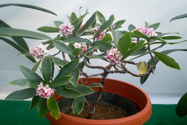 这“4种”花全身带香味,家里摆一盆,味道清新更舒心! 这“4种”花全身带香味,家里摆一盆,味道清新更舒心!