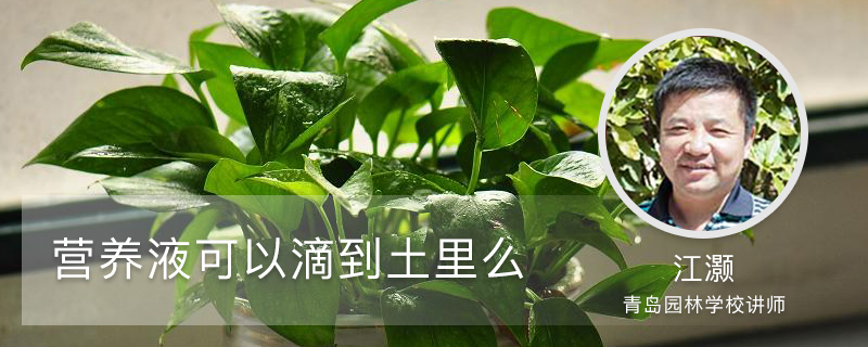 营养液可以滴到土里么,植物营养液几天喷一次 营养液可以滴到土里么,植物营养液几天喷一次
