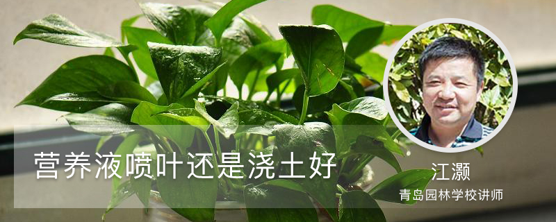 营养液喷叶还是浇土好(附常见植物的使用方法) 营养液喷叶还是浇土好(附常见植物的使用方法)