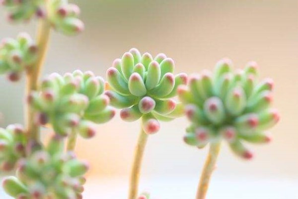 这5种草,1个月不浇水,盘成老桩身价翻1000倍! 这5种草,1个月不浇水,盘成老桩身价翻1000倍!