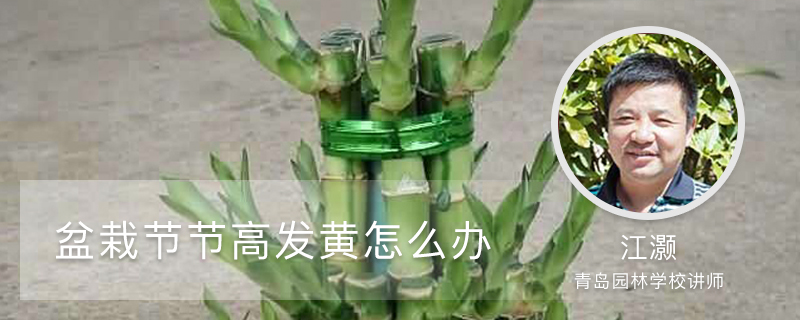 节节高怎么养不发黄(茎秆、叶子发黄处理方法) 节节高怎么养不发黄(茎秆、叶子发黄处理方法)