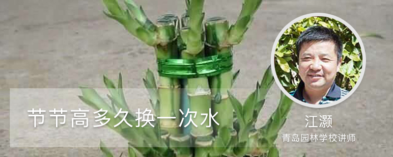 节节高多久换一次水,如何修剪叶子 节节高多久换一次水,如何修剪叶子