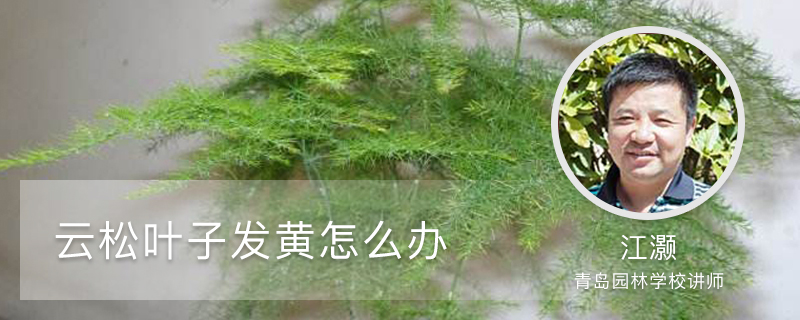 云松叶子发黄怎么办,冬天会掉叶子吗 云松叶子发黄怎么办,冬天会掉叶子吗