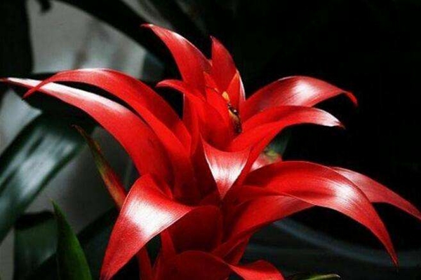 过节增“运势”,这“3种”转运花摆上,气氛喜洋洋! 过节增“运势”,这“3种”转运花摆上,气氛喜洋洋!