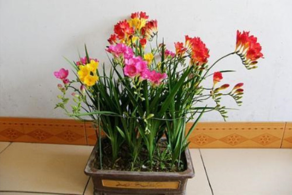 这种“花”芳香四溢,家里有盆“它”,满屋香喷喷! 这种“花”芳香四溢,家里有盆“它”,满屋香喷喷!