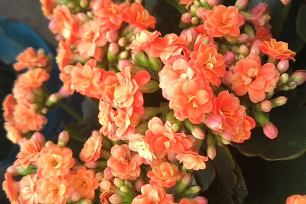 这6种花真耐旱,半个月不浇水,竟然也能狂开花! 这6种花真耐旱,半个月不浇水,竟然也能狂开花!