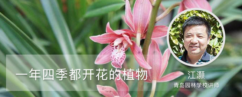 一年四季都开花的植物有哪些 一年四季都开花的植物有哪些
