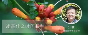 凌霄什么时间栽种
