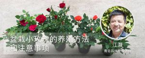 盆栽小玫瑰的养殖方法和注意事项