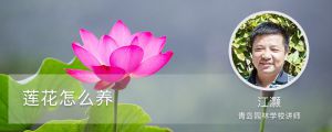 莲花怎么养