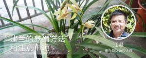 建兰的养殖方法和注意事项