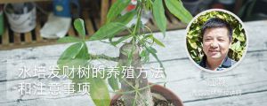 水培发财树的养殖方法和注意事项