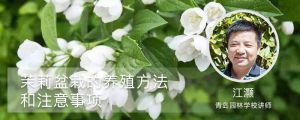 茉莉盆栽的养殖方法和注意事项