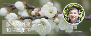 腊梅的养殖方法和注意事项