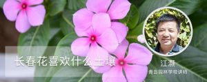 长春花喜欢什么土壤