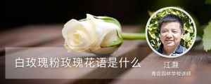 白玫瑰和粉玫瑰的花语分别是什么